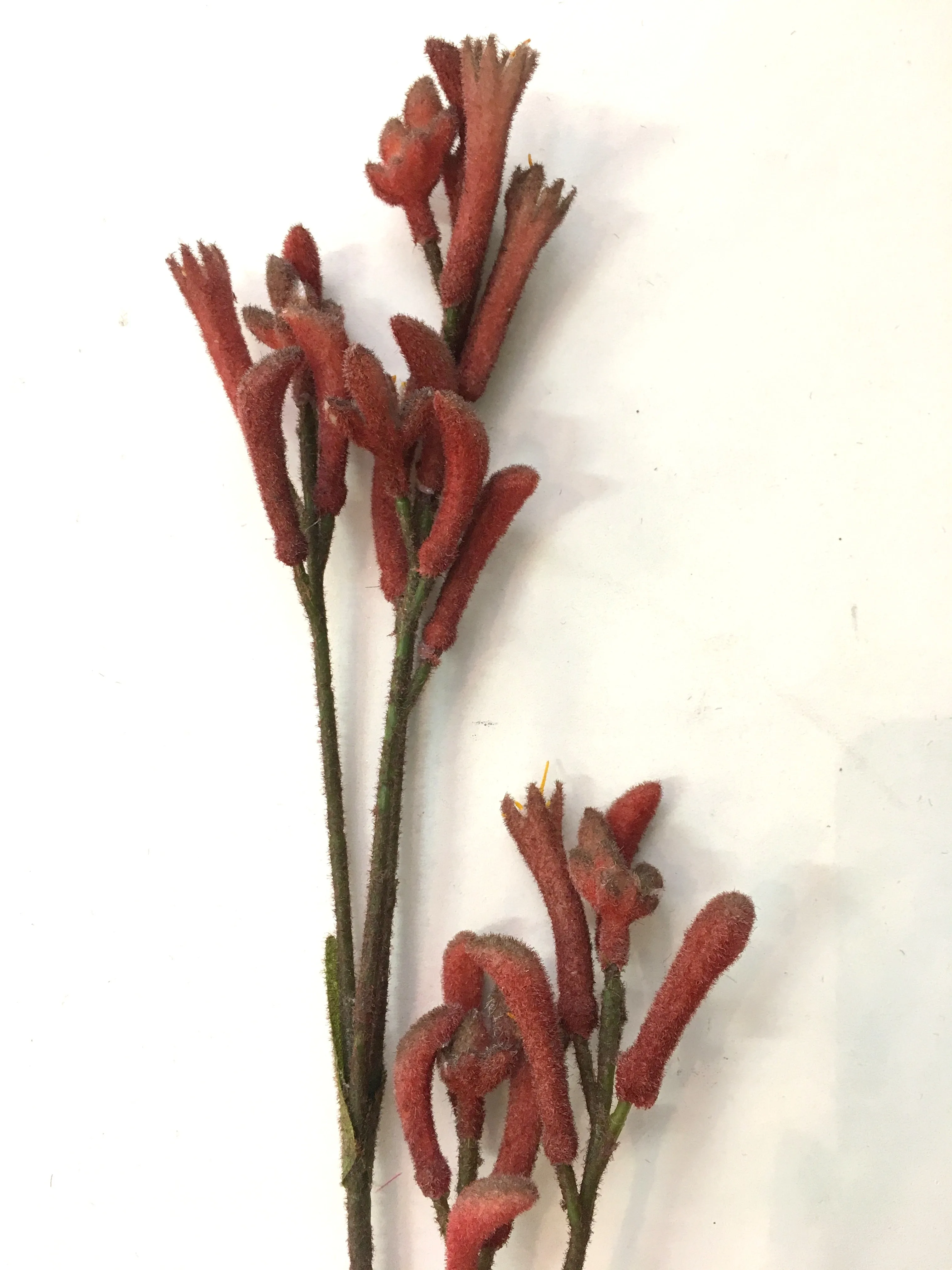 F0104 Kangaroo Paw Spray 75cm - 4 Styles