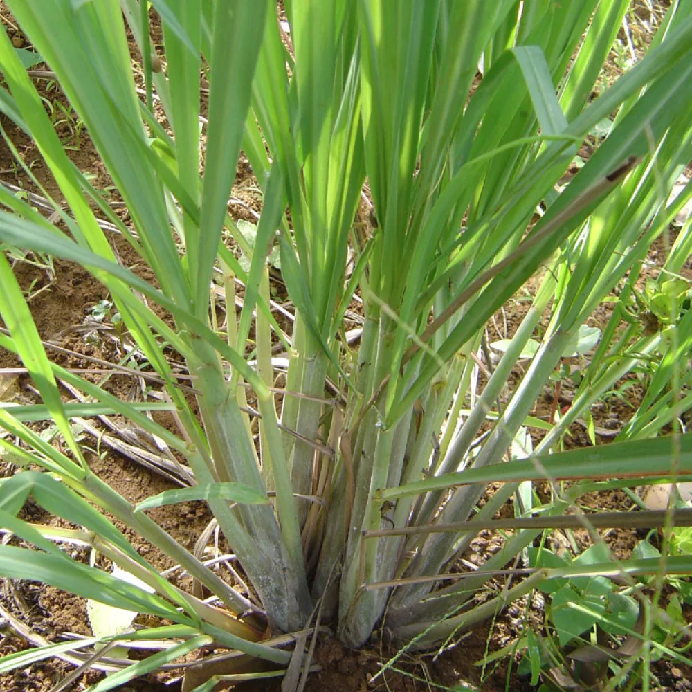 Organic Lemongrass Ginger